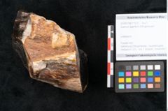 Foto (Objekt + Etikett) von Quercus gigantum Ettingshausen (NHMW-GEO-2024-0188-11579)
